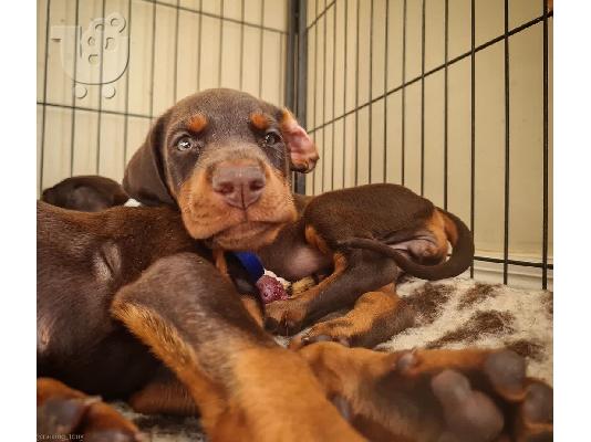 PoulaTo: Sweet Dachshund Puppies